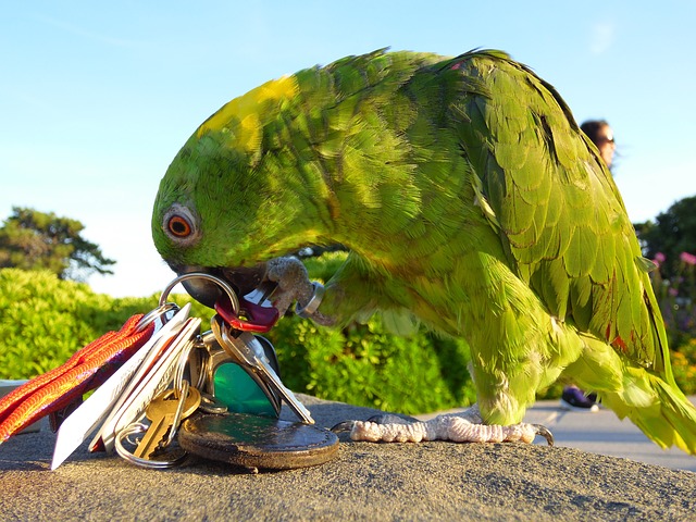 papoušek s klíčema