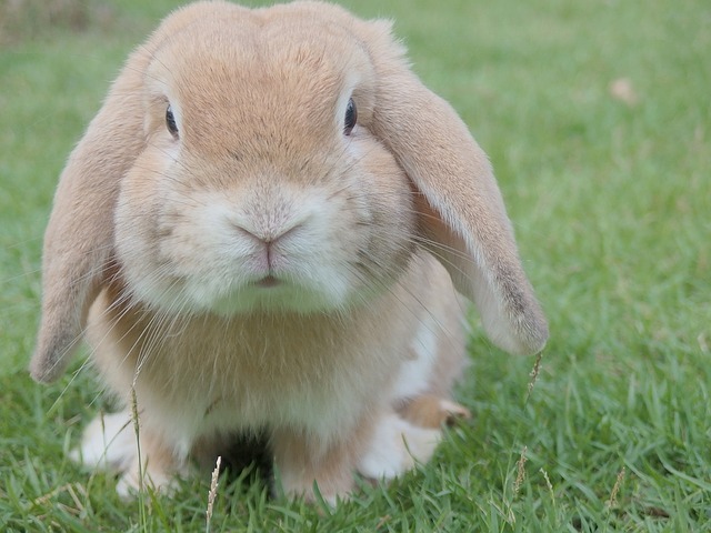 roztomilý králíček