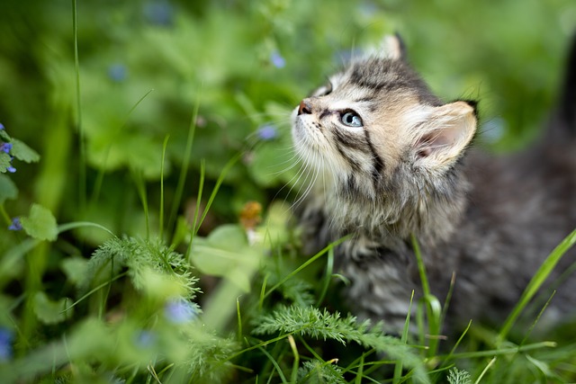 kotě v trávě